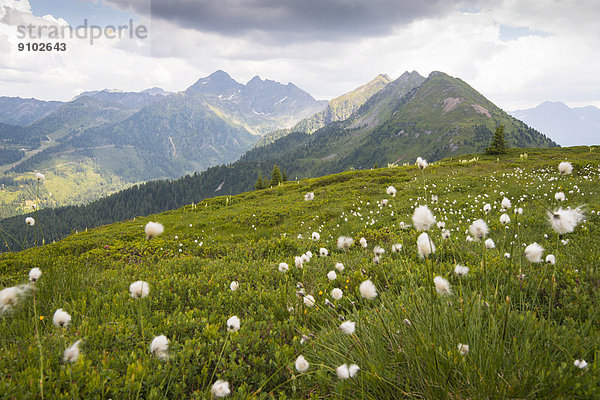 Sommerwiese auf der Planai  Schladming  Steiermark  Österreich