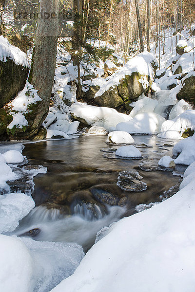 Winter in der Ysperklamm  Waldviertel  Niederösterreich  Österreich