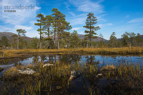 See  Ånderdalen-Nationalpark  Senja  Norwegen