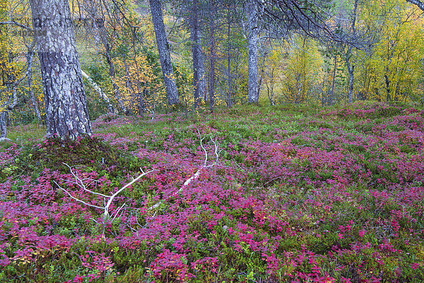 Waldboden im Herbst  Ånderdalen-Nationalpark  Senja  Norwegen