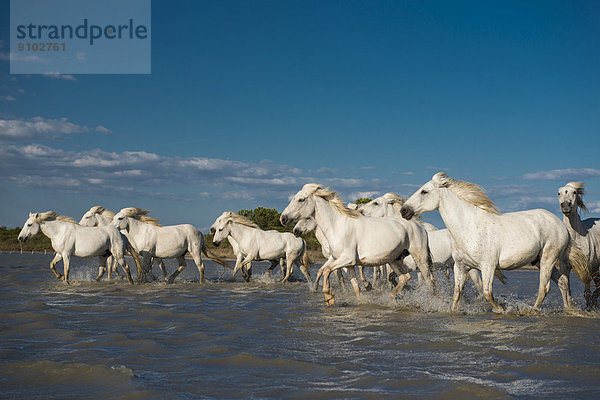 Camargue-Pferde laufen durchs Wasser  Camargue  Südfrankreich  Frankreich