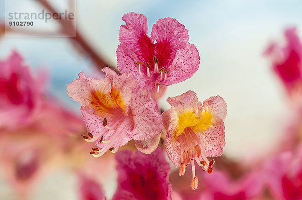 Rotblütige Roßkastanie (Aesculus x carnea)  Blüten  Hessen  Deutschland