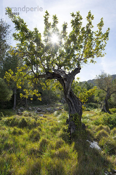 Olivenbaum (Olea europaea) im Sonnenlicht  Mallorca  Balearen  Spanien