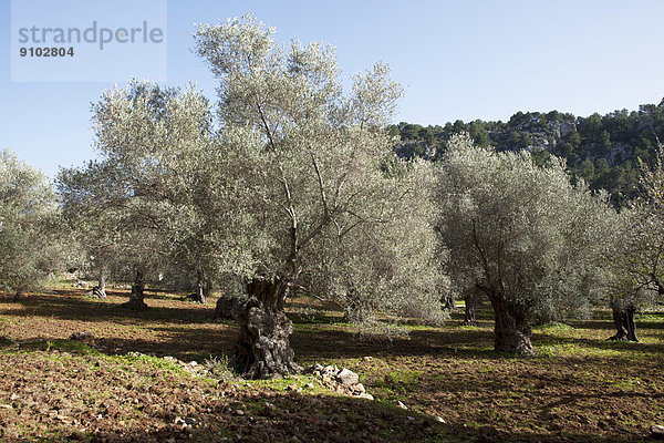 Olivenplantage (Olea europaea)  Deià  Mallorca  Balearen  Spanien