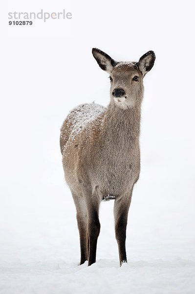 Rothirsch (Cervus elaphus)  Hirschkuh im Winter  captive  Nordrhein-Westfalen  Deutschland