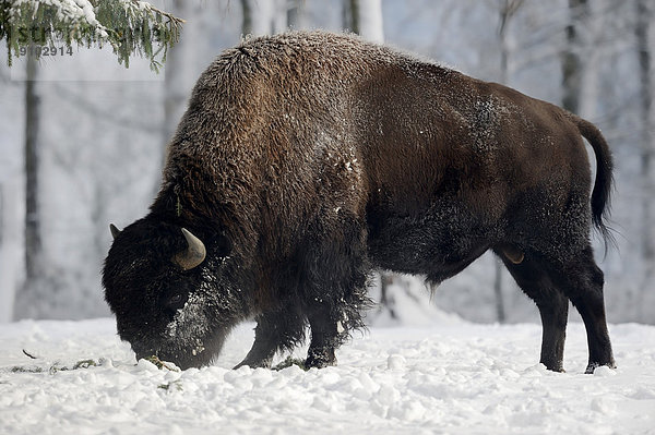 Amerikanischer Bison (Bison bison)  Bulle im Winter  captive  Deutschland