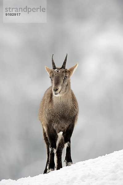Alpensteinbock oder Gemeiner Steinbock (Capra ibex)  Weibchen im Winter  Deutschland