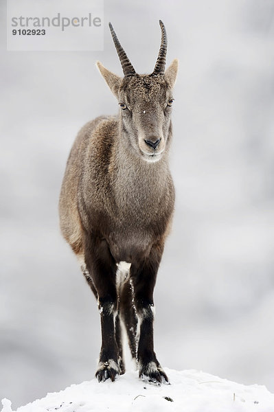 Alpensteinbock oder Gemeiner Steinbock (Capra ibex)  Weibchen im Winter  Deutschland