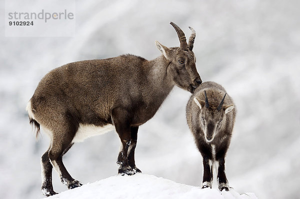 Alpensteinbock oder Gemeiner Steinbock (Capra ibex)  Weibchen und Jungtier im Winter  Deutschland