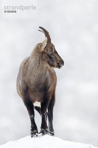 Alpensteinbock oder Gemeiner Steinbock (Capra ibex)  Weibchen im Winter  Deutschland