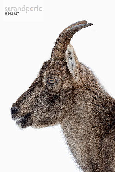 Alpensteinbock oder Gemeiner Steinbock (Capra ibex)  Weibchen im Winter  Deutschland