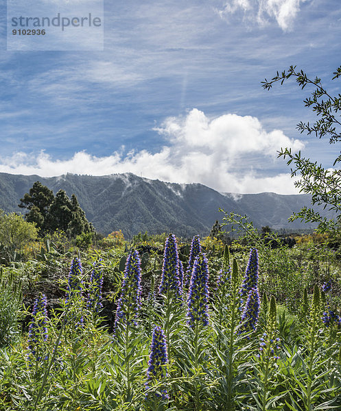 Webbs Natternkopf (Echium webbii)  La Palma-Endemit  La Palma  Kanaren  Kanarische Inseln  Spanien  Europa