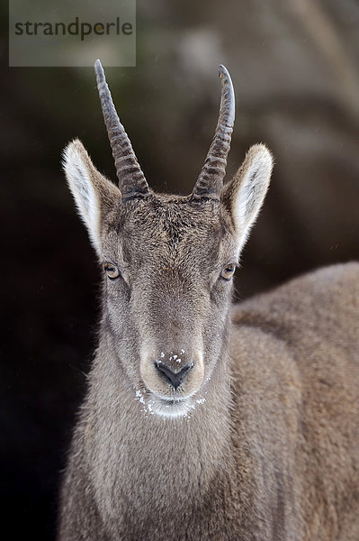 Alpensteinbock oder Gemeiner Steinbock (Capra ibex)  Weibchen im Winter  Deutschland