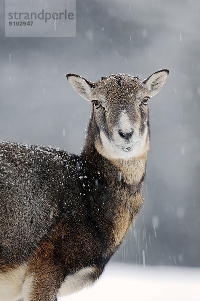 Europäischer Mufflon (Ovis orientalis musimon)  Weibchen im Winter  Nordrhein-Westfalen  Deutschland