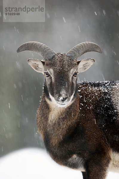 Europäischer Mufflon (Ovis orientalis musimon)  Widder im Winter  Nordrhein-Westfalen  Deutschland