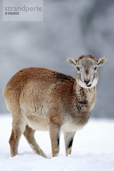 Europäischer Mufflon (Ovis orientalis musimon)  Jungtier im Winter  Nordrhein-Westfalen  Deutschland