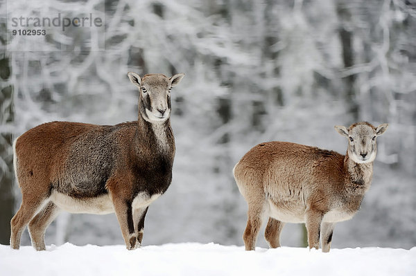 Europäische Mufflons (Ovis orientalis musimon)  Weibchen mit Jungtier im Winter  Nordrhein-Westfalen  Deutschland