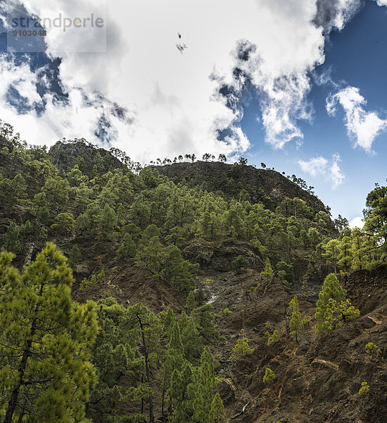 Mit Kiefern bewachsene Felsen  Nationalpark Caldera de Taburiente  La Palma  Kanarische Inseln  Spanien Caldera de Taburiente Nationalpark