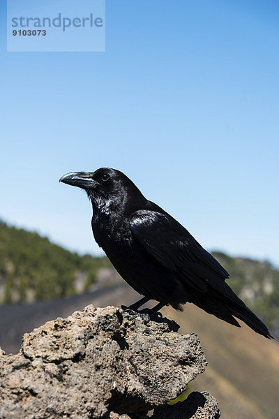 Rabe (Corvus)  La Palma  Kanarische Inseln  Spanien