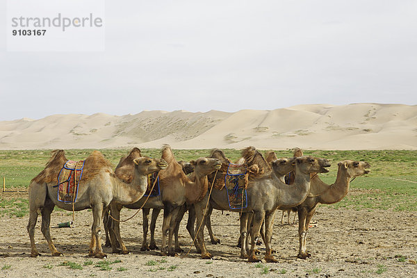 Herde Baktrischer Kamele (Camelus ferus) mit mongolischem Sattel vor den Sanddünen Khongoryn Els  Gobi-Gurvansaikhan-Nationalpark  Wüste Gobi  Südwüste  Ömnö-Gobi-Aimag  Mongolei