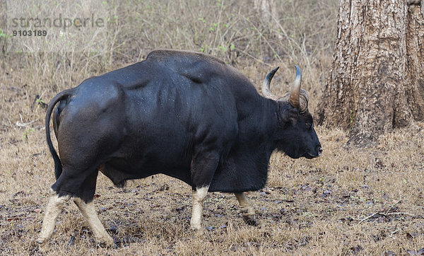 Gaur (Bos gaurus)  Bulle  Nagarhole-Nationalpark  Karnataka  Indien
