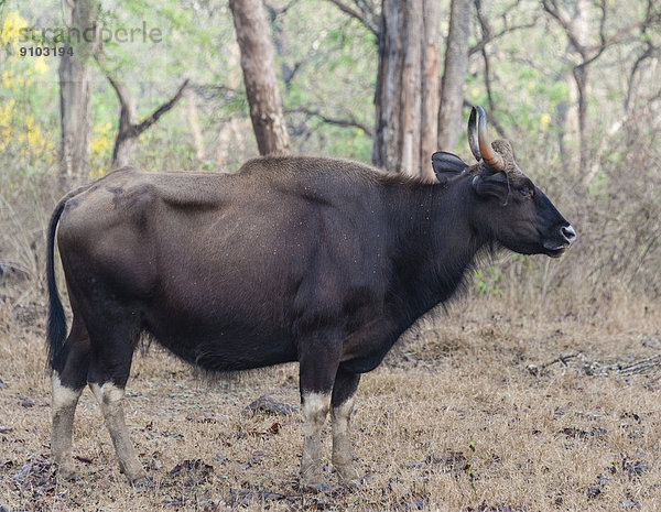 Gaur (Bos gaurus)  Kuh  Nagarhole-Nationalpark  Karnataka  Indien