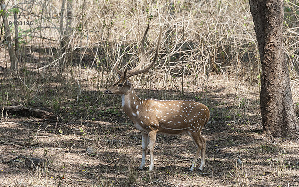 Axishirsch (Axis axis)  Nagarhole-Nationalpark  Karnataka  Indien