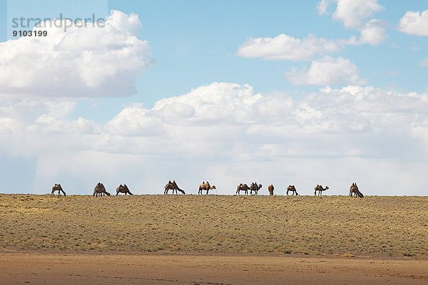Baktrische Kamele  Trampeltiere (Camelus ferus)  Wüste Gobi  Südwüste  Provinz Ömnö-Gobi-Aimag  Mongolei