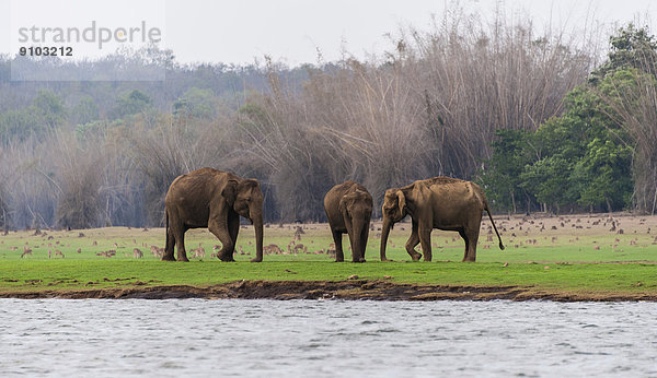 Asiatische Elefanten oder Indische Elefanten (Elephas maximus)  Männchen  Kabini Reservoir  Nagarhole-Nationalpark  Karnataka  Indien