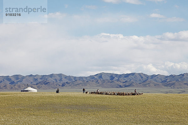 Nomaden mit einer Herde Kaschmirziegen (Capra hircus laniger)  Wüste Gobi  Südwüste  Provinz Ömnö-Gobi-Aimag  Mongolei