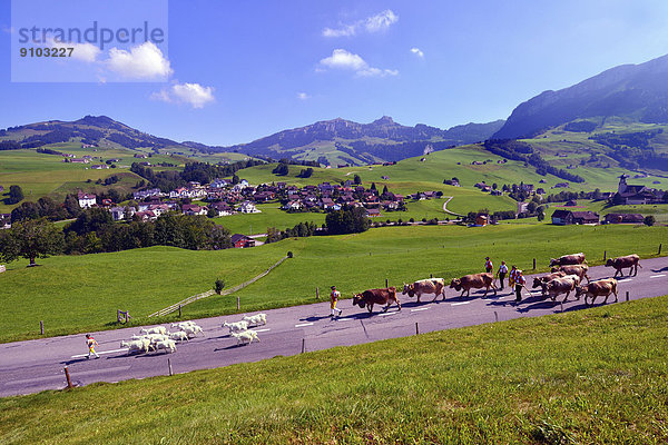 Berg fahren Rind Alpen Ziege Capra aegagrus hircus Landwirtin Schweiz