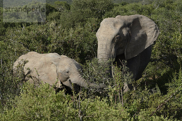 Afrikanischer Elefant (Loxodonta africana) mit Jungtier  Addo-Elefanten-Nationalpark  Ostkap  Südafrika