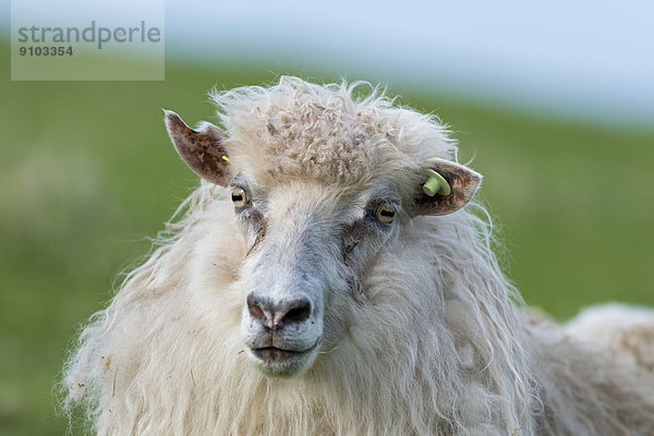 Schaf mit Markierung  Färöer-Inseln  Dänemark
