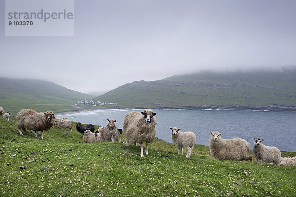 Schafe  Sandoy  Färöer-Inseln  Dänemark