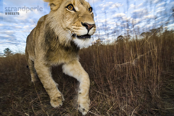 Löwe (Panthera Leo)  Jungtier  2 Jahre  Antelope Park  bei Gweru  Simbabwe