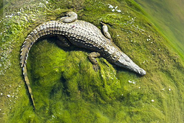 Nilkrokodil (Crocodylus niloticus) liegt auf grünen Algen  Krüger-Nationalpark  Südafrika
