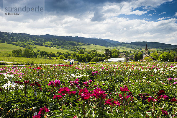 Blumen  hinten Laufen mit Kirche St. Johannis  Sulzburg  Markgräflerland  Schwarzwald  Baden-Württemberg  Deutschland