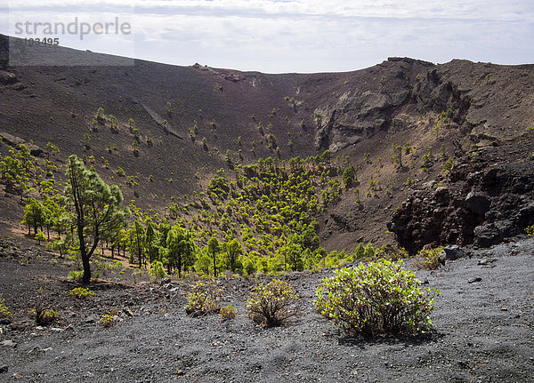 Kanarische Kiefern (Pinus canariensis) wachsen im Krater des Vulkans San Antonio  Los Canarios  Fuencaliente  La Palma  Kanarische Inseln  Spanien
