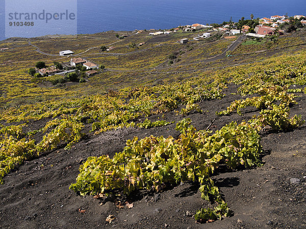 Flach wachsende Weinstöcke wurzeln im schwarzen Lavaboden  die der Ausbruch des Vulkans San Antonio im Jahr 1677 hinterlassen hat  Los Canarios  Fuencaliente  La Palma  Kanarische Inseln  Spanien