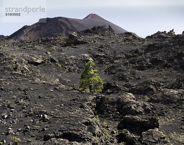 Eine einsame Kanarische Kiefer (Pinus canariensis) wächst in der Vulkanlandschaft zwischen den beiden Vulkanen San Antonio und Teneguia  hinten  Los Canarios  Fuencaliente  La Palma  Kanarische Inseln  Spanien