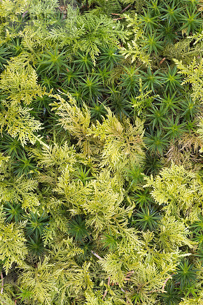 Scho?nes Frauenhaar (Polytrichum formosum) und Tamariskenblättriges Thujamoos (Thuidium tamariscinum)  Nationalpark Bayerischer Wald  Bayern  Deutschland