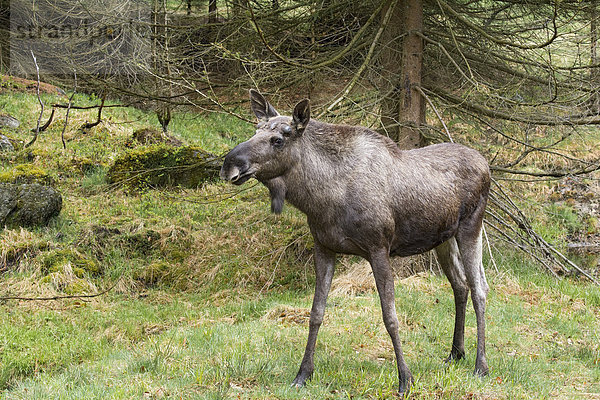 Elch (Alces alces)  Bulle  Beginn der Geweihbildung im Frühling  captive  Tierfreigelände  Nationalpark Bayerischer Wald  Bayern  Deutschland