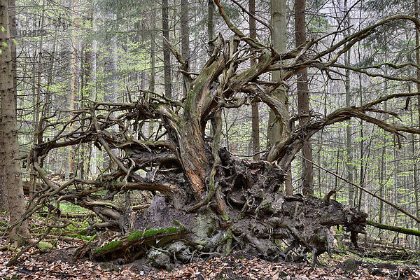 Fichte Tanne fallen fallend fällt Wurzel Bayern Deutschland Nationalpark Bayerischer Wald