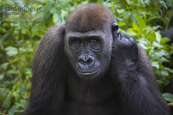 Westlicher Flachlandgorilla (Gorilla gorilla gorilla) im Auswilderungsgehege  captive  Limbe Wildlife Center  Limbé  Region Sud-Ouest  Kamerun