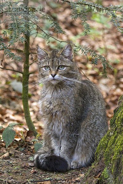 Wildkatze (Felis silvestris)  captive  Tierfreigelände  Nationalpark Bayerischer Wald  Bayern  Deutschland