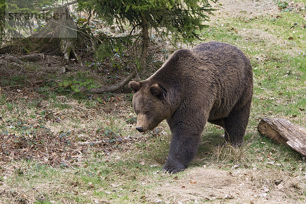 Braunbär (Ursus arctos)  Männchen  captive  Tierfreigelände  Nationalpark Bayerischer Wald  Bayern  Deutschland