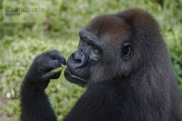 Westlicher Flachlandgorilla (Gorilla gorilla gorilla) im Auswilderungsgehege  captive  Limbe Wildlife Center  Limbé  Region Sud-Ouest  Kamerun