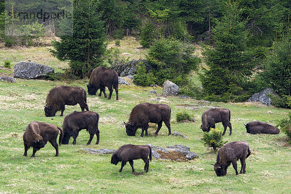 Wisente oder Europäische Bisons (Bison bonasus)  Tierfreigelände  Nationalpark Bayerischer Wald  Bayern  Deutschland