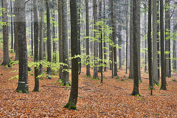 Natürlicher Mischwald im Frühling  Nationalpark Bayerischer Wald  Bayern  Deutschland