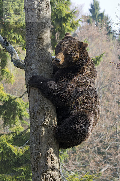 Braunbär (Ursus arctos)  Männchen klettert auf Baum  captive  Tierfreigelände  Nationalpark Bayerischer Wald  Bayern  Deutschland
